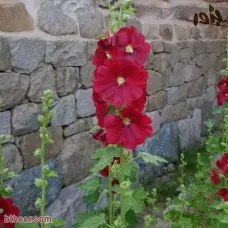 بذور الختمية الحمراء ( Ruellia simplex red ) 