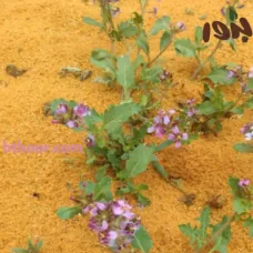 بذور الخزامى البري (Horwoodia dicksoniae)