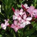 بذور الدفلى - الدفله الورديه (Nerium oleander)