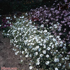 بذور الدهدهان الأبيض والوردي ( Vaccaria hispanica white and pink )