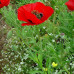 بذور الديدحان الأحمر الموسمي ( Papaver glaucum )  