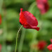 بذور الديدحان الأحمر الموسمي ( Papaver glaucum )  