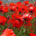 بذور الديدحان الأحمر الموسمي ( Papaver glaucum )  