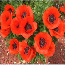 بذور الديدحان البرتقالي المحمر (papaver Orientale)