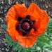 بذور الديدحان البرتقالي المحمر (papaver Orientale)