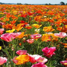 بذور الديدحان الملون الموسمي(papaver rhoeas)