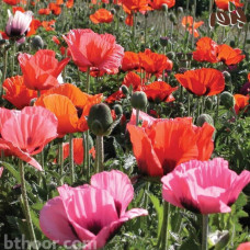 بذور الديدحان الملون (Papaver Orientale-Mix)