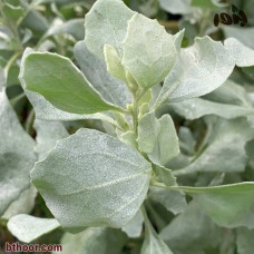 بذور الرغل الاسترالي ( Atriplex nummularia )