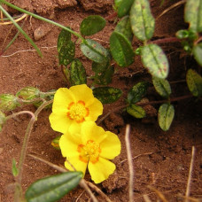 بذور الرقروق المصاحب للكمأة أو الفقع ( Helianthemum )