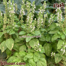 بذور الريحان الحلو ( ريحان ايطالي ) Ocimum basilicum