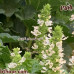 بذور الريحان الحلو ( ريحان ايطالي ) Ocimum basilicum