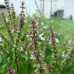 بذور الريحان (Ocimum basilicum)