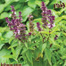 بذور الريحان (Ocimum basilicum)