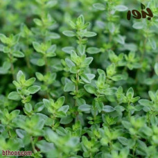 بذور الزعتر البلدي ( Thymus vulgaris )