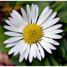 (Bellis perennis) بذور زهرة البكرت