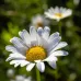 (Bellis perennis) بذور زهرة البكرت