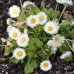 (Bellis perennis) بذور زهرة البكرت