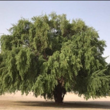 بذور السدر البري(RHAMNUS)