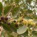 بذور السدر البري(RHAMNUS)