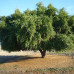 بذور السدر البري(RHAMNUS)