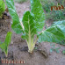 بذور السلق (Beta vulgaris subsp. cicla)