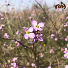 بذور السليح - الاسليح ( Cakile arabica )