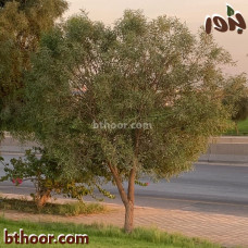 بذور السنط الملحي‬ (Acacia ampliceps)