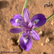 بذور السوسن البري - العنصل (Iirdaceae)