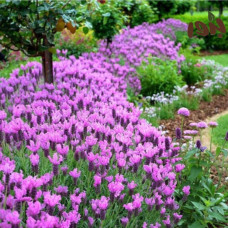 بذور الضرم الارجواني - الشيح الجبلي (‏ Lavandula stoechas )