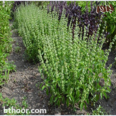 بذور الضيمران (دوش) Ocimum forsskaolii