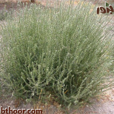 بذور الطحيان-الحديدة ( Halothamnus bottae )