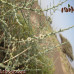 بذور الطحيان-الحديدة ( Halothamnus bottae )