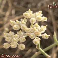 بذور العلجان-قرضي او قزوح ( Deverra triradiata )