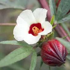 (Hibiscus sabdariffa) بذور الكركديه