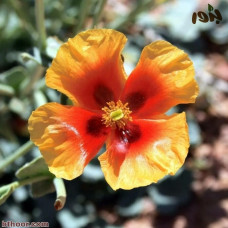 بذور الشقر - ماميثا عربية ( Glaucium arabicum )